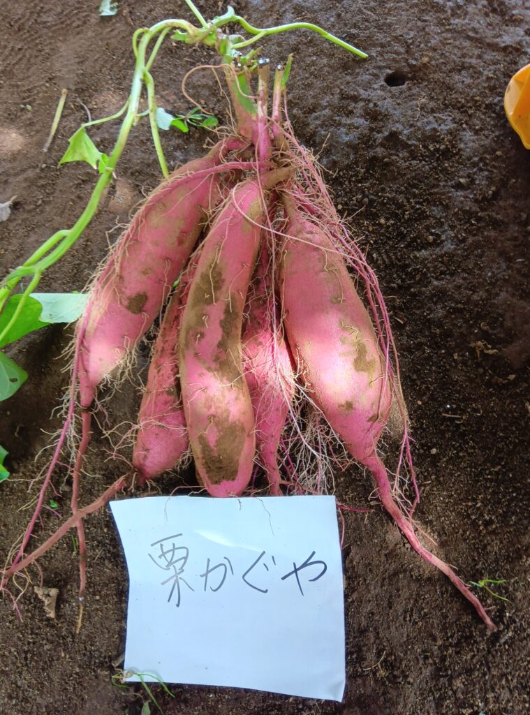 更新！さつまいも掘り