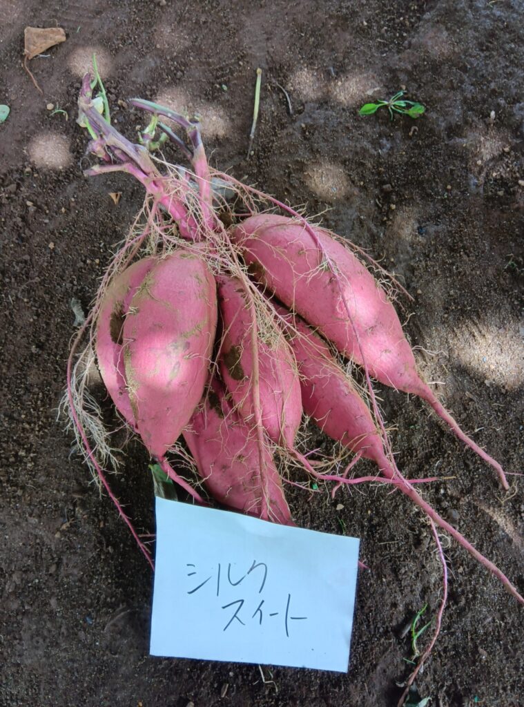 更新！さつまいも掘り