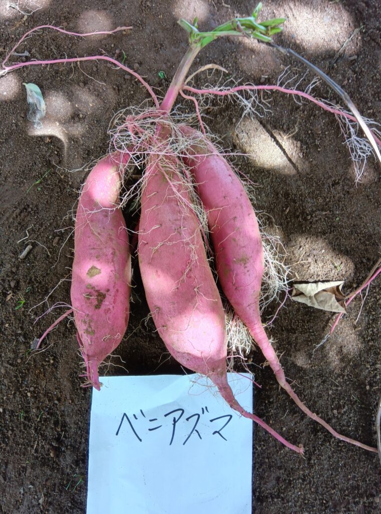 更新！さつまいも掘り